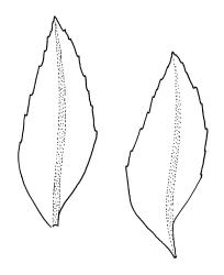 Pyrrhobryum bifarium, branch leaves. Drawn from K.W. Allison 3216, CHR 454574.
 Image: R.C. Wagstaff © Landcare Research 2016 